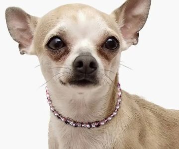 Doggies Fashion, Inc.