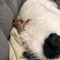 Vogel Veterinary Hospital ico
