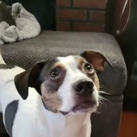 Animal House Veterinary Hospital ico