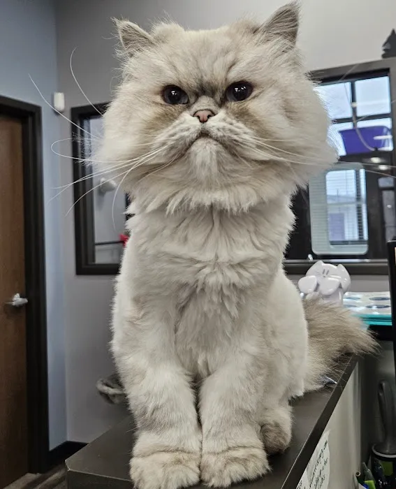 Animal House Veterinary Hospital 8