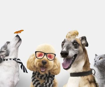 Courageous Pet Supply
