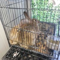 EL PATRON Pet Supply ico