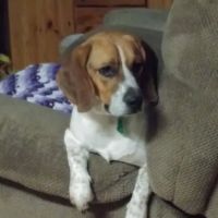 Country View Animal Clinic ico