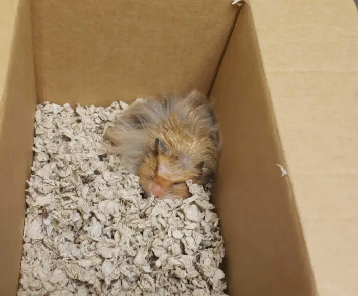 The Animal Clinic 3