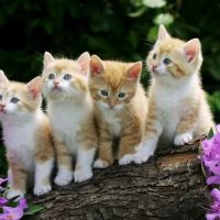 The Animal Clinic ico