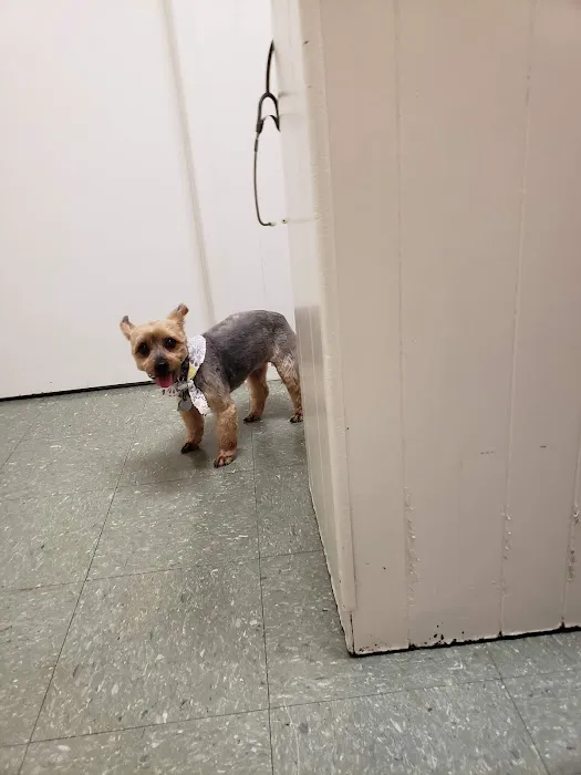 The Animal Clinic 7