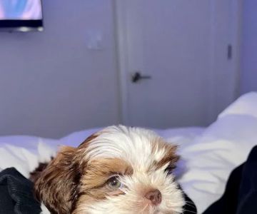 Glamorous Puppies