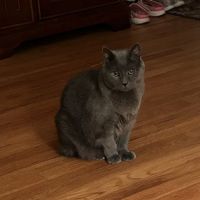 MacKenzie Pointe Animal Hospital ico