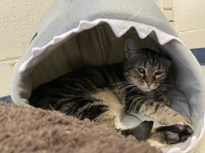 Noah's Ark Veterinary Office 2