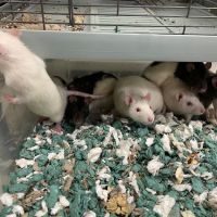 Noah's Ark Veterinary Office ico