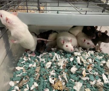 Noah's Ark Veterinary Office