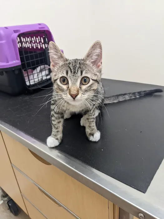 Noah's Ark Veterinary Office 5