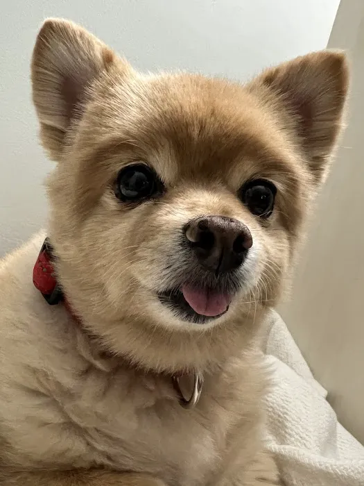 Noah's Ark Veterinary Office 4