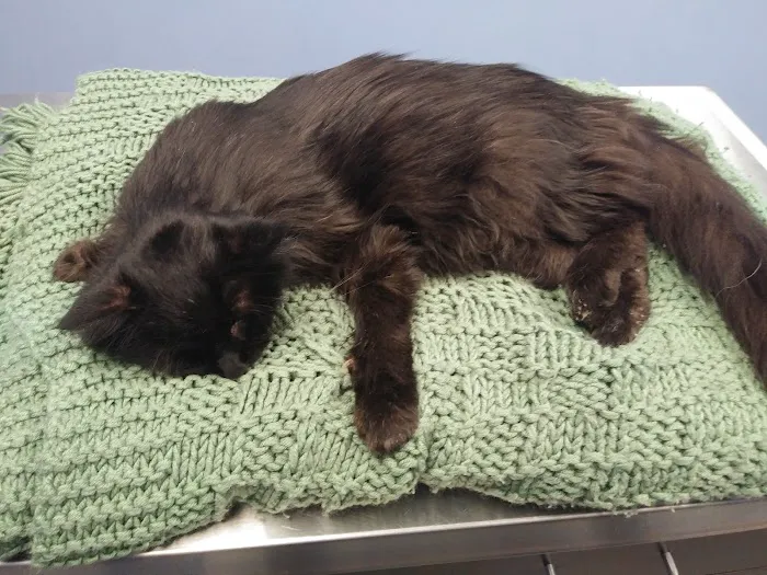 Animal Clinic South 5