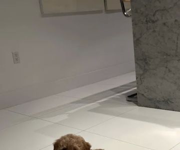 Royalty Puppies