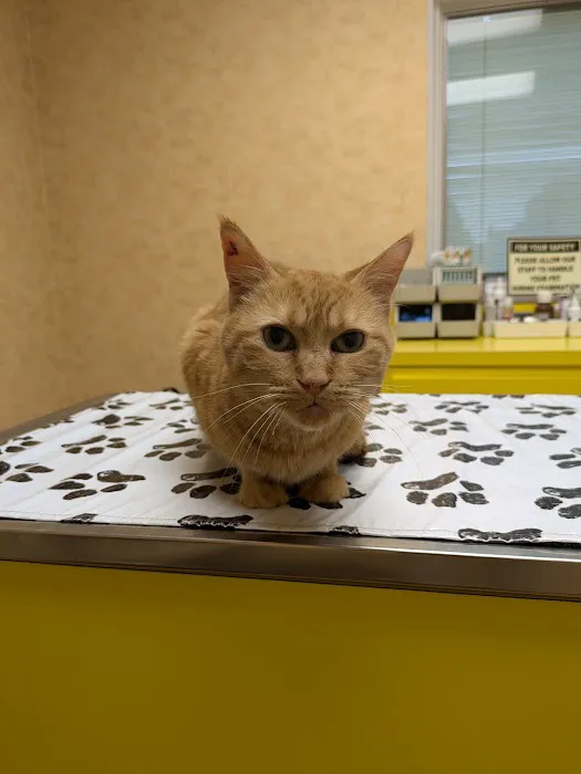 St Louis Hills Veterinary Clinic 12