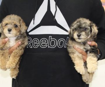 Dream Puppies