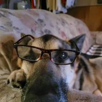 Lemay Animal Hospital Inc ico