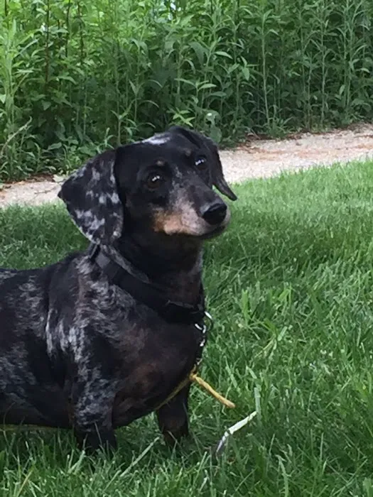Lemay Animal Hospital Inc 12