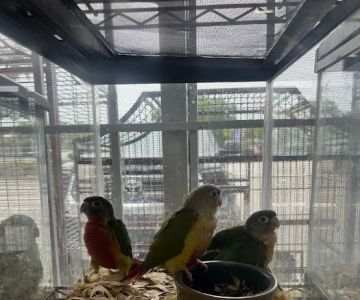 Pet Shop Simbas