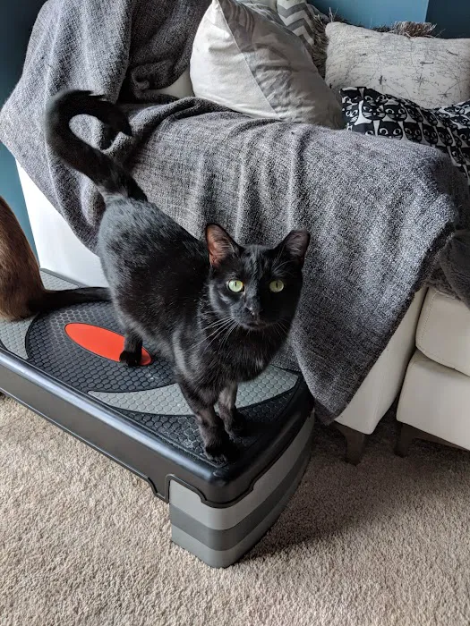St Louis Cat Clinic 12