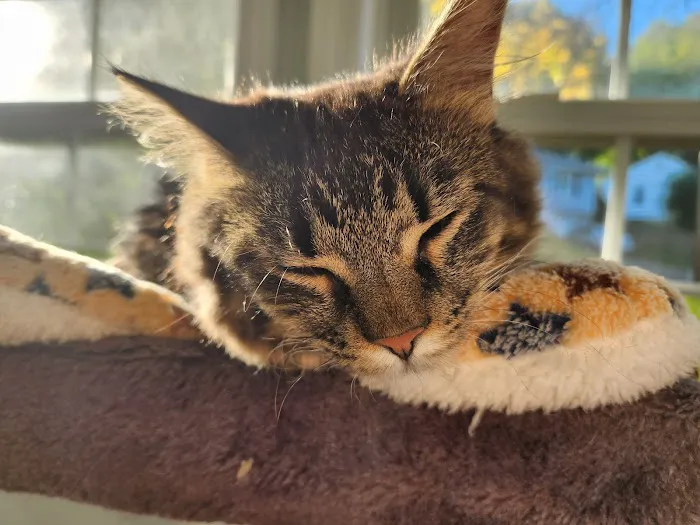St Louis Cat Clinic 12