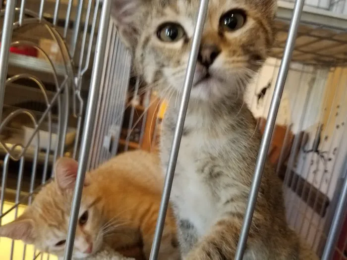 St Louis Cat Clinic 12