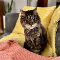 St Louis Cat Clinic ico