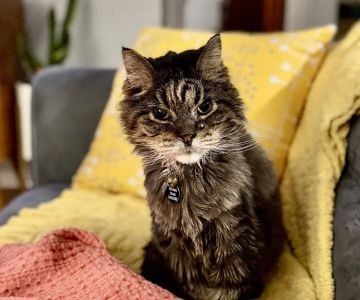 St Louis Cat Clinic