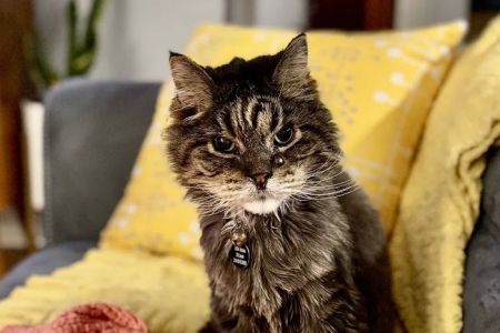 St Louis Cat Clinic