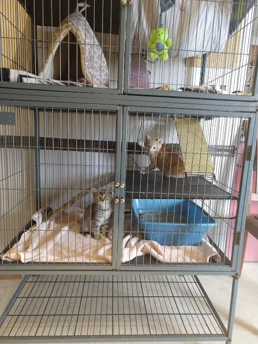 St Louis Cat Clinic 12