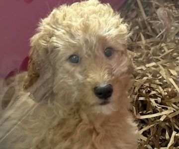 Puppy Place USA