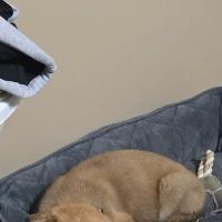 Jewell Animal Hospital ico
