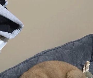 Jewell Animal Hospital