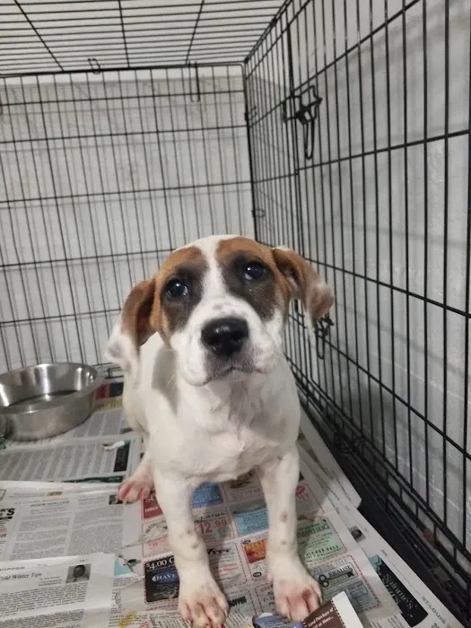 Jewell Animal Hospital 12