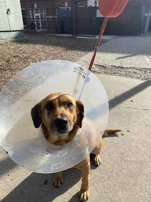 Jewell Animal Hospital 12