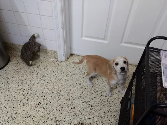 Jewell Animal Hospital 12