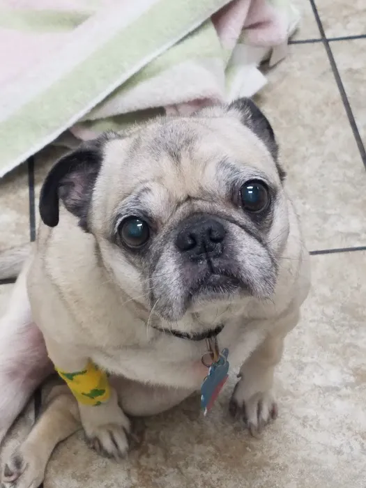 Jewell Animal Hospital 12