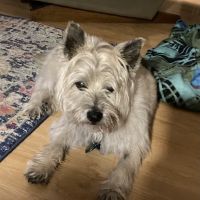 Watson Road Veterinary Clinic ico