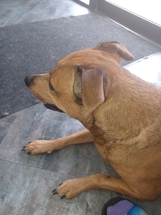 Watson Road Veterinary Clinic 7