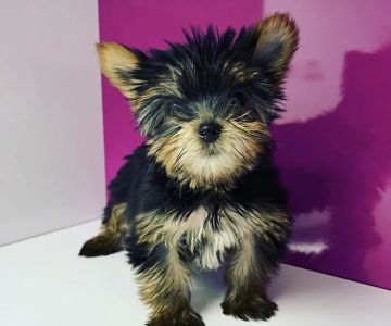 Luxury Puppies