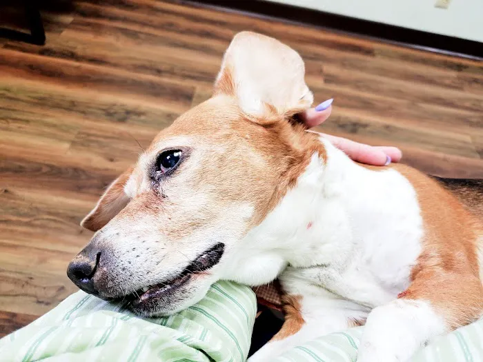 Chippewa Animal Hospital 12