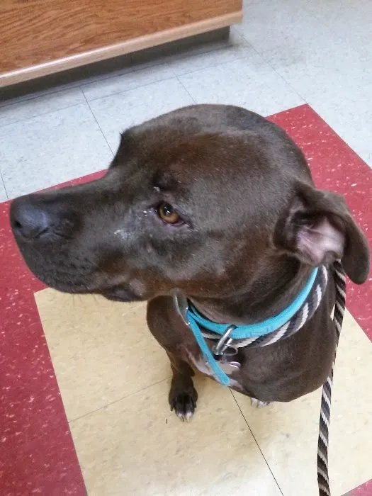 Chippewa Animal Hospital 12