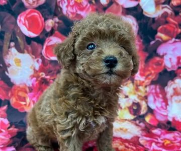 Royal Cachorritos / Puppies / Puppy
