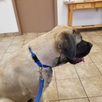 Shiloh Veterinary Hospital - East ico