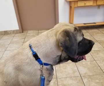 Shiloh Veterinary Hospital - East