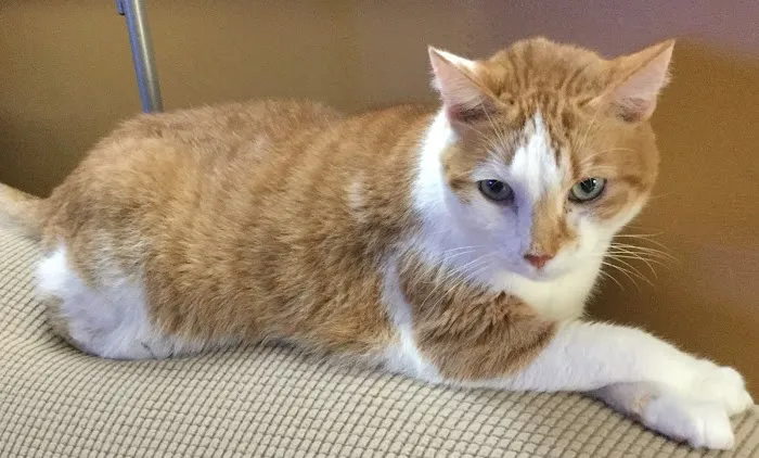 Shiloh Veterinary Hospital - East 7