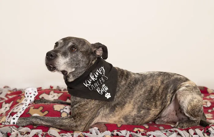 Shiloh Veterinary Hospital - East 8