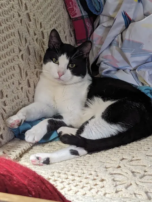 Spay/Neuter Clinic - York County SPCA 9
