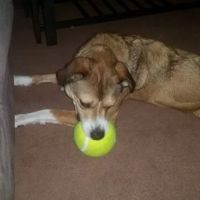 Dillsburg Veterinary Center ico